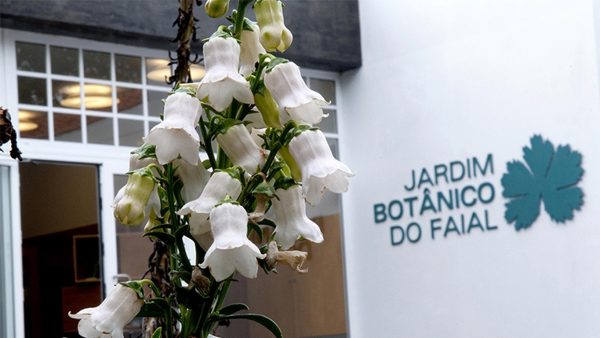 jardim-botanico-do-faial -