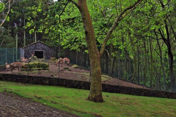 reserva-florestal-de-recreio-da-caldeira - Visitazores