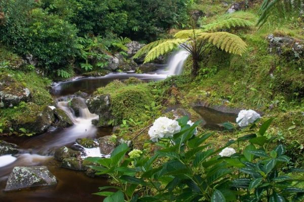 reserva-florestal-de-recreio-da-silveira